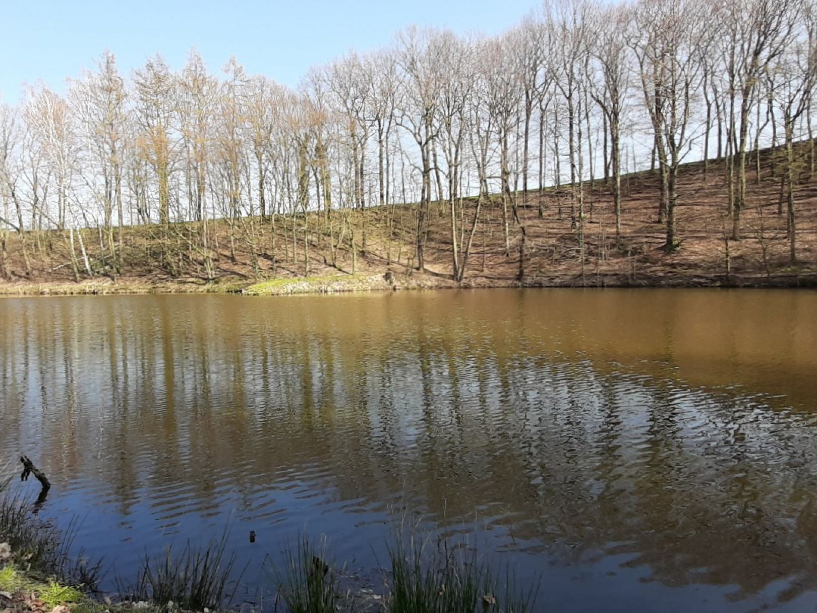 Brauereiteich Hainichen angeln