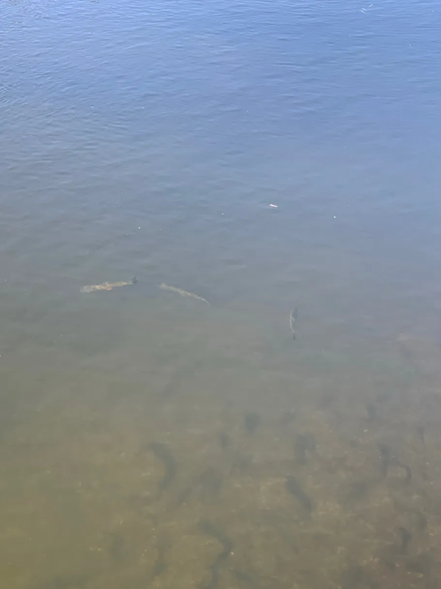 Gülper Havel angeln