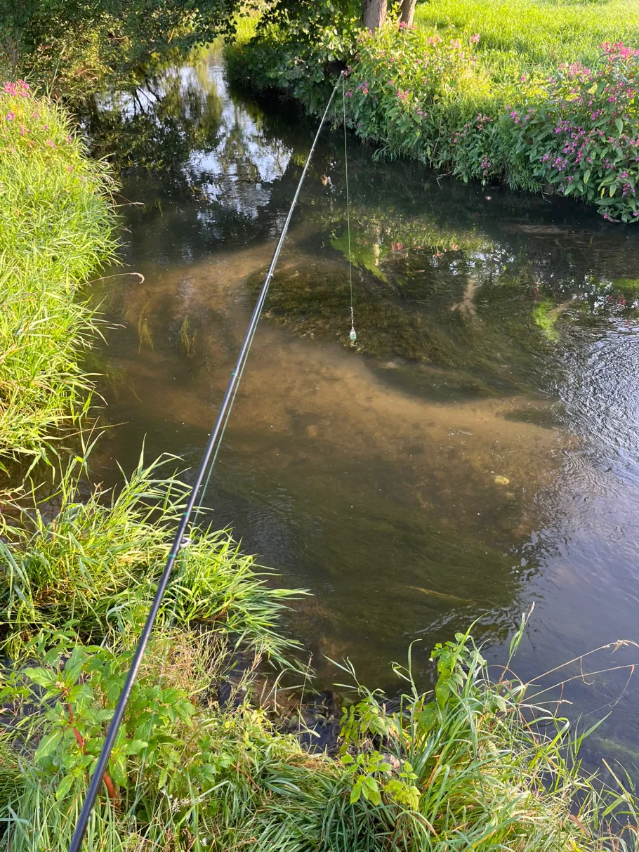 Wesenitz (Großharthau) angeln