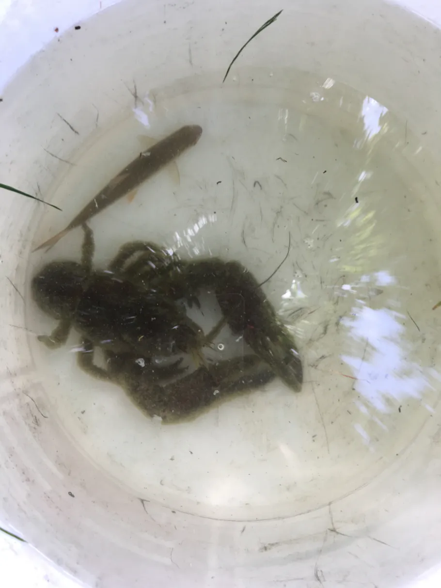 Dreiecksweiher (Unterlaus) angeln