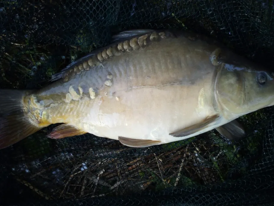 Kollbach (Arnstorf) angeln