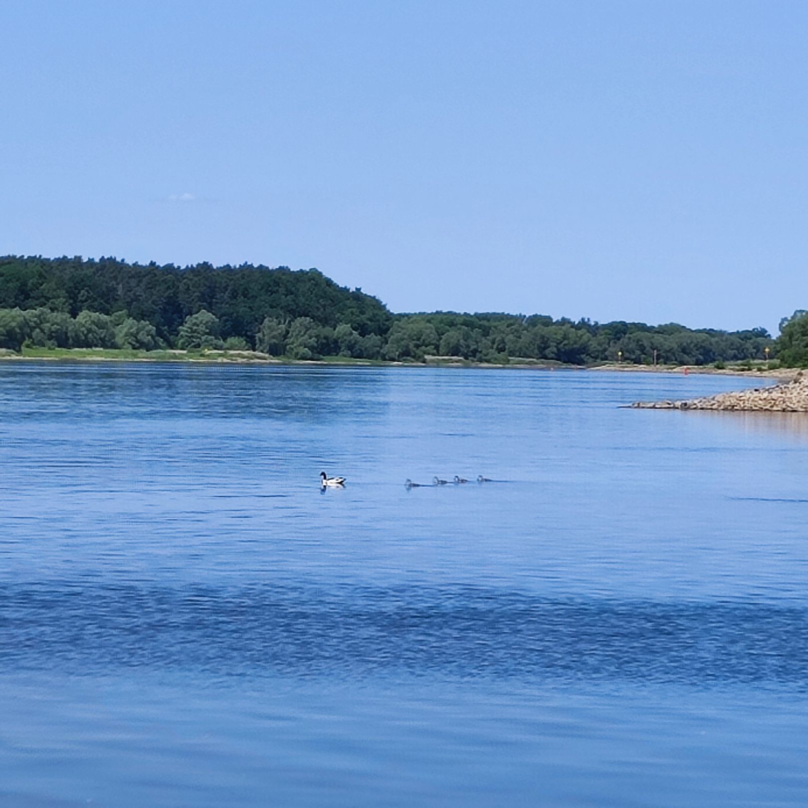Elbe (Hitzacker/Elbe) angeln