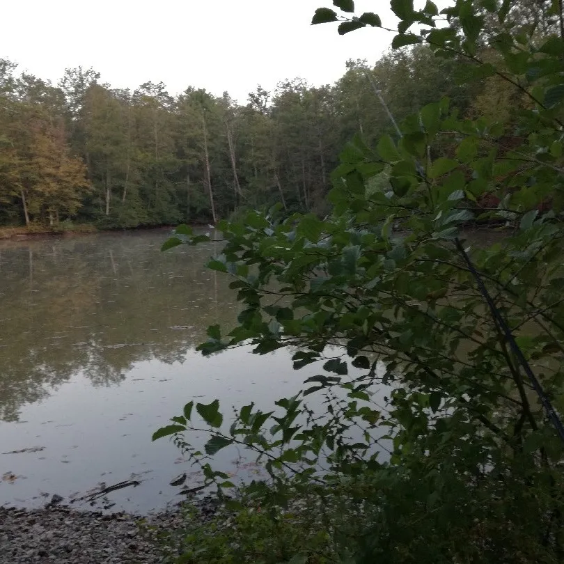 Klostersee 1 (Illingen) angeln
