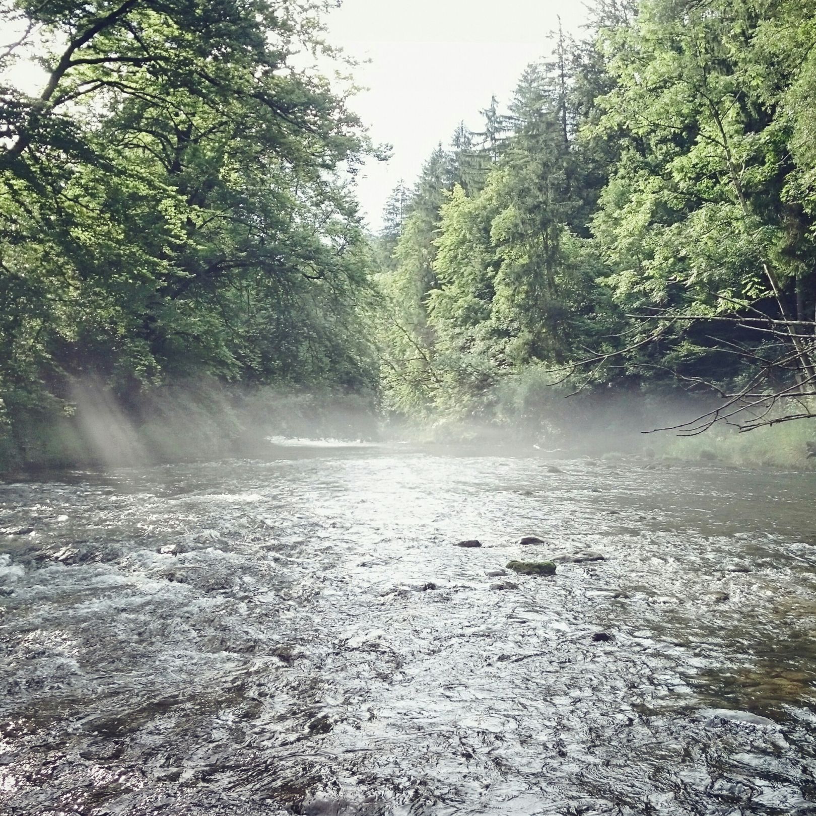 Mangfall (Grubmühle) angeln