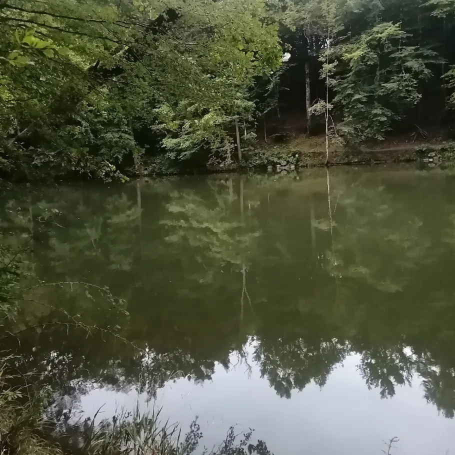 Spiegelweiher (Elkofen) angeln