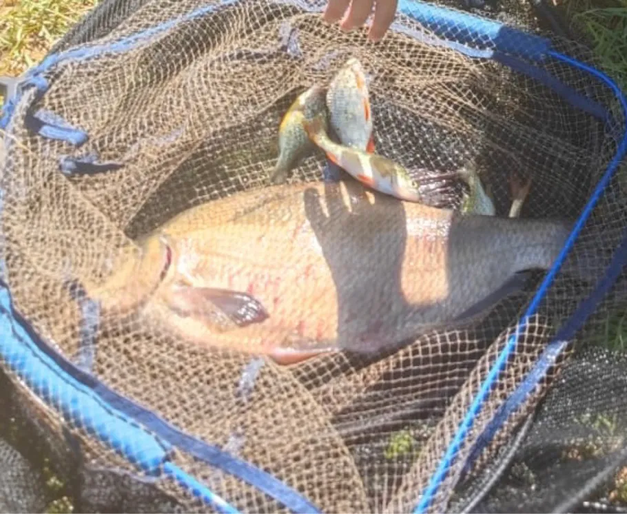 Bottloch (Frauenweiler See) angeln