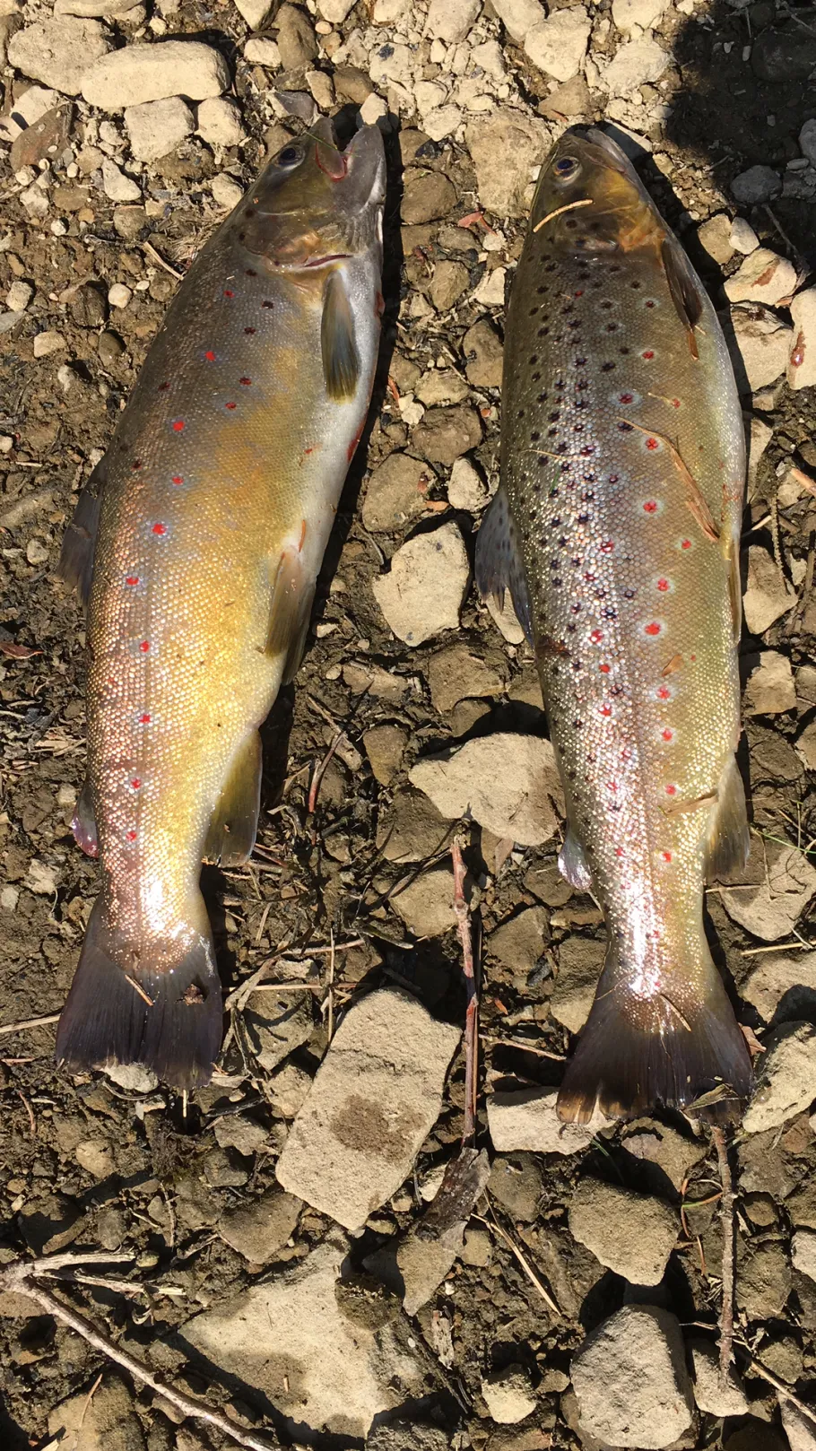 Oberer Einersberger Teich angeln