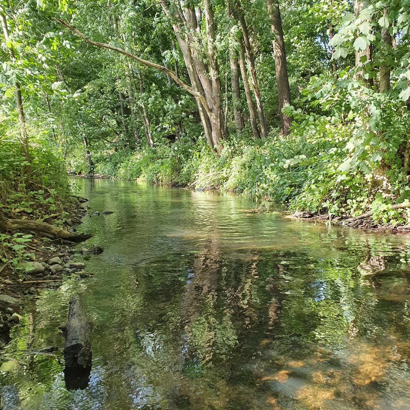 Wallensteingraben (Dorf Mecklenburg) angeln