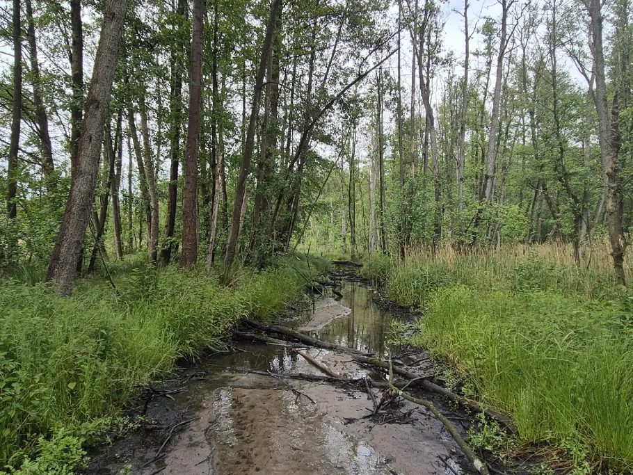 Amtsgraben (Crivitz) angeln