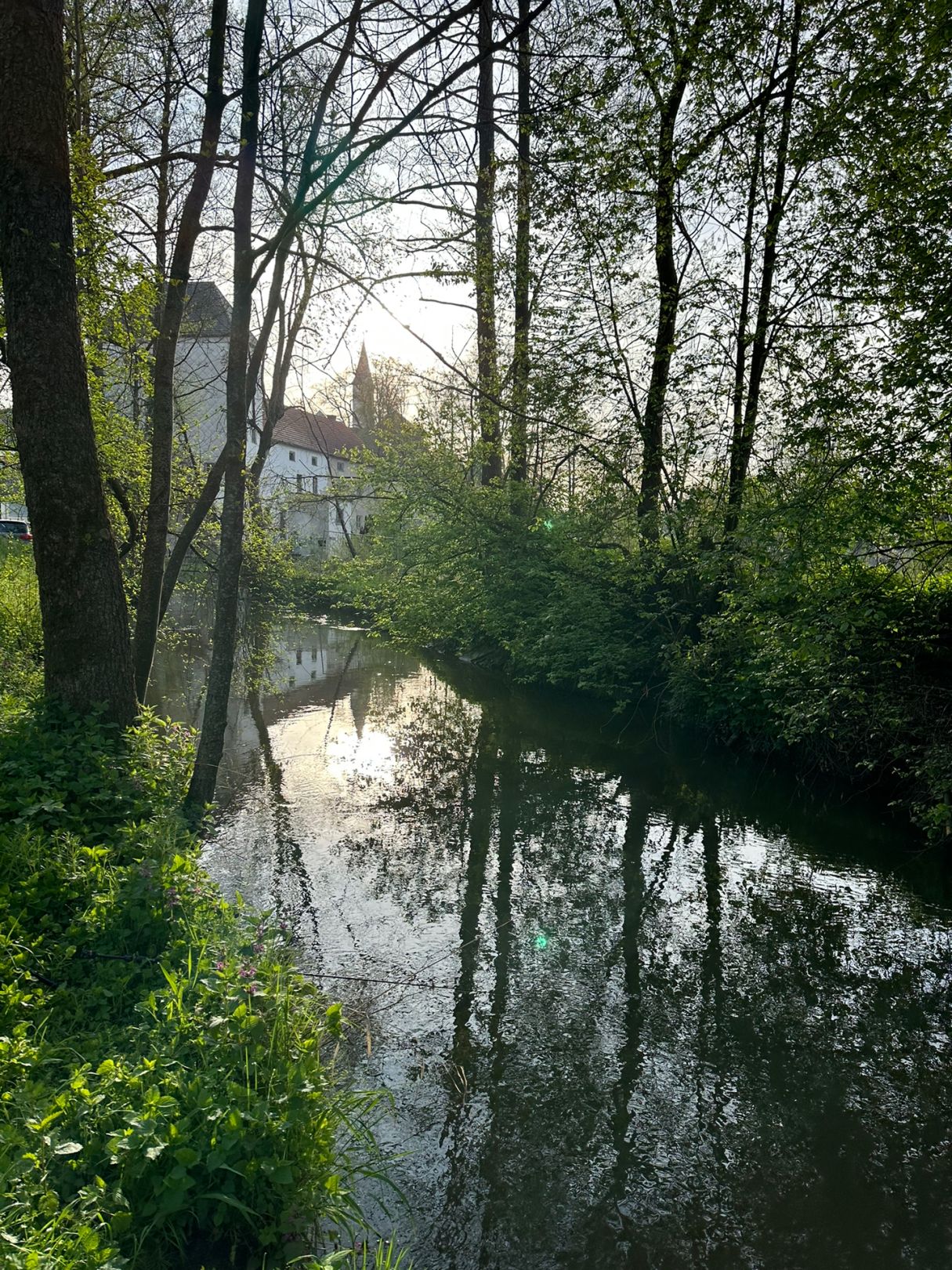 Mühlbach (Dorfen) angeln