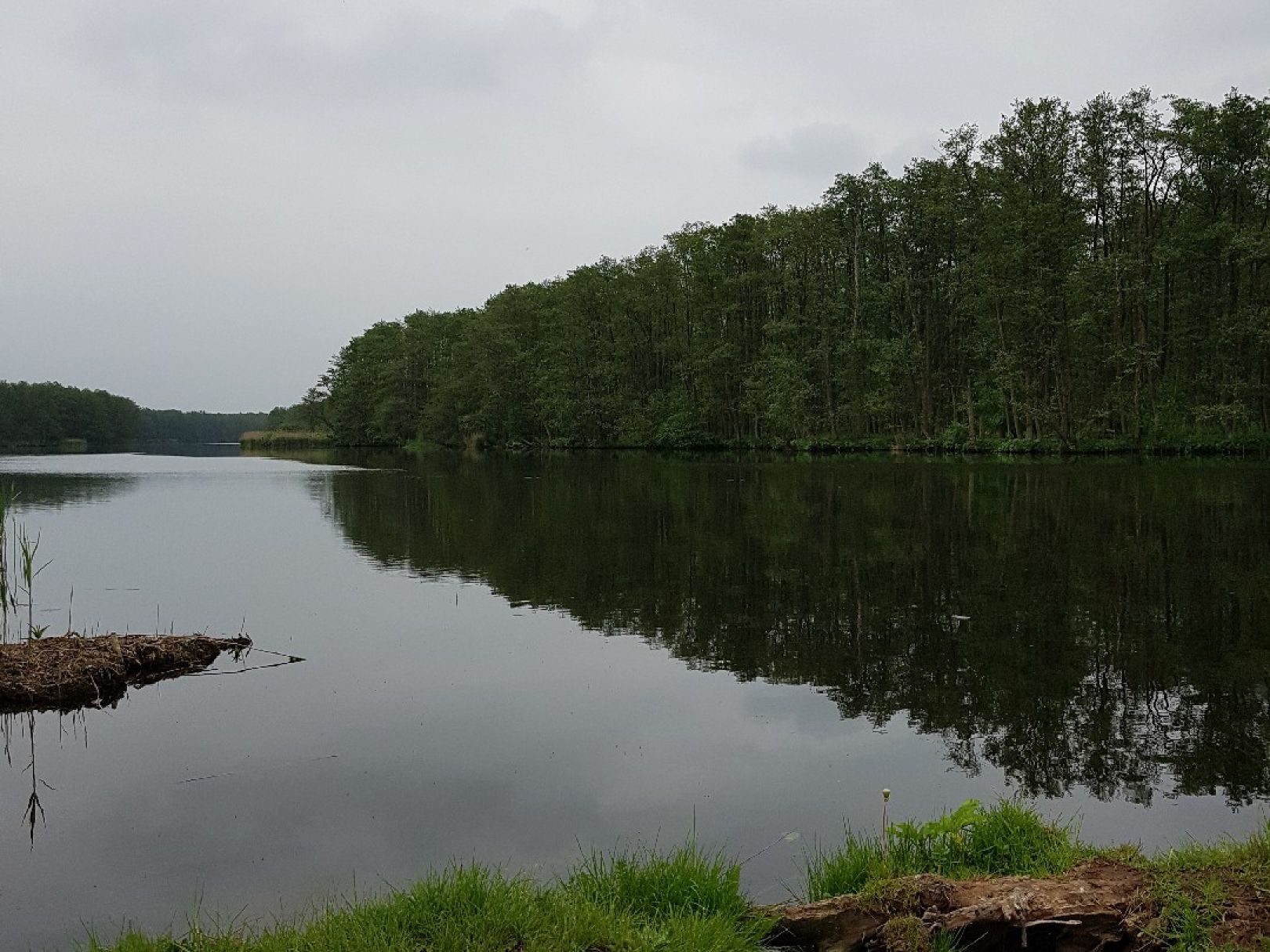 Peene (Gützkow) angeln