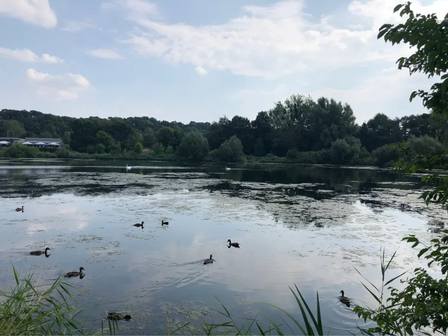 Hohnsensee (Hildesheim) angeln