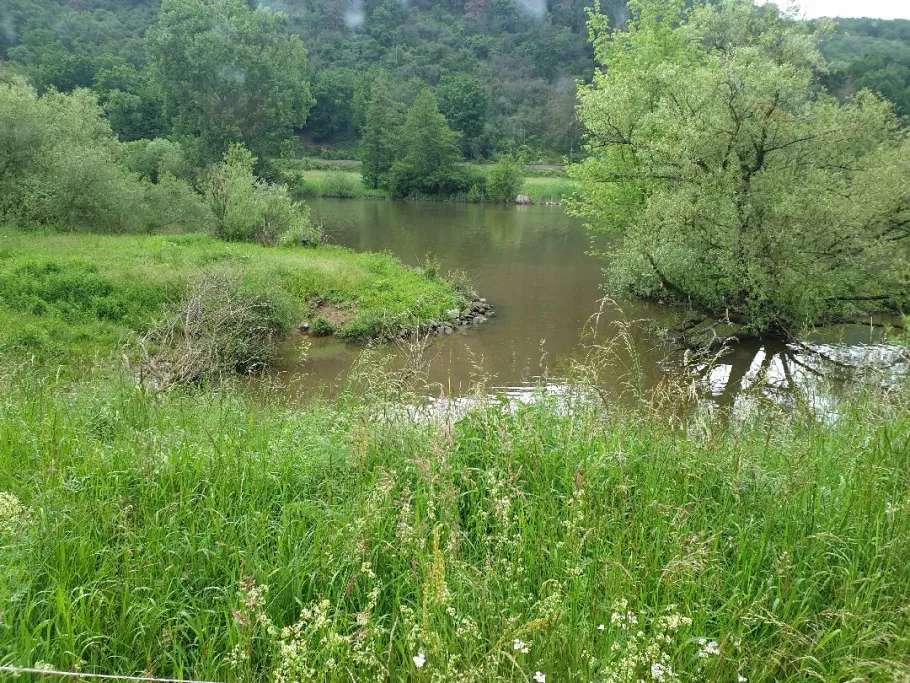 Main (Freudenberg-Kirschfurt) angeln