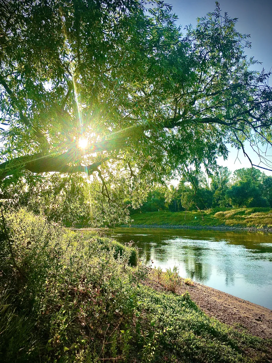 Saale (Groß Rosenburg) angeln