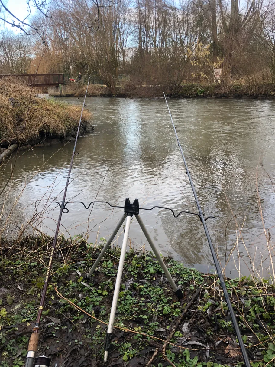 Erft (Bergheim) angeln