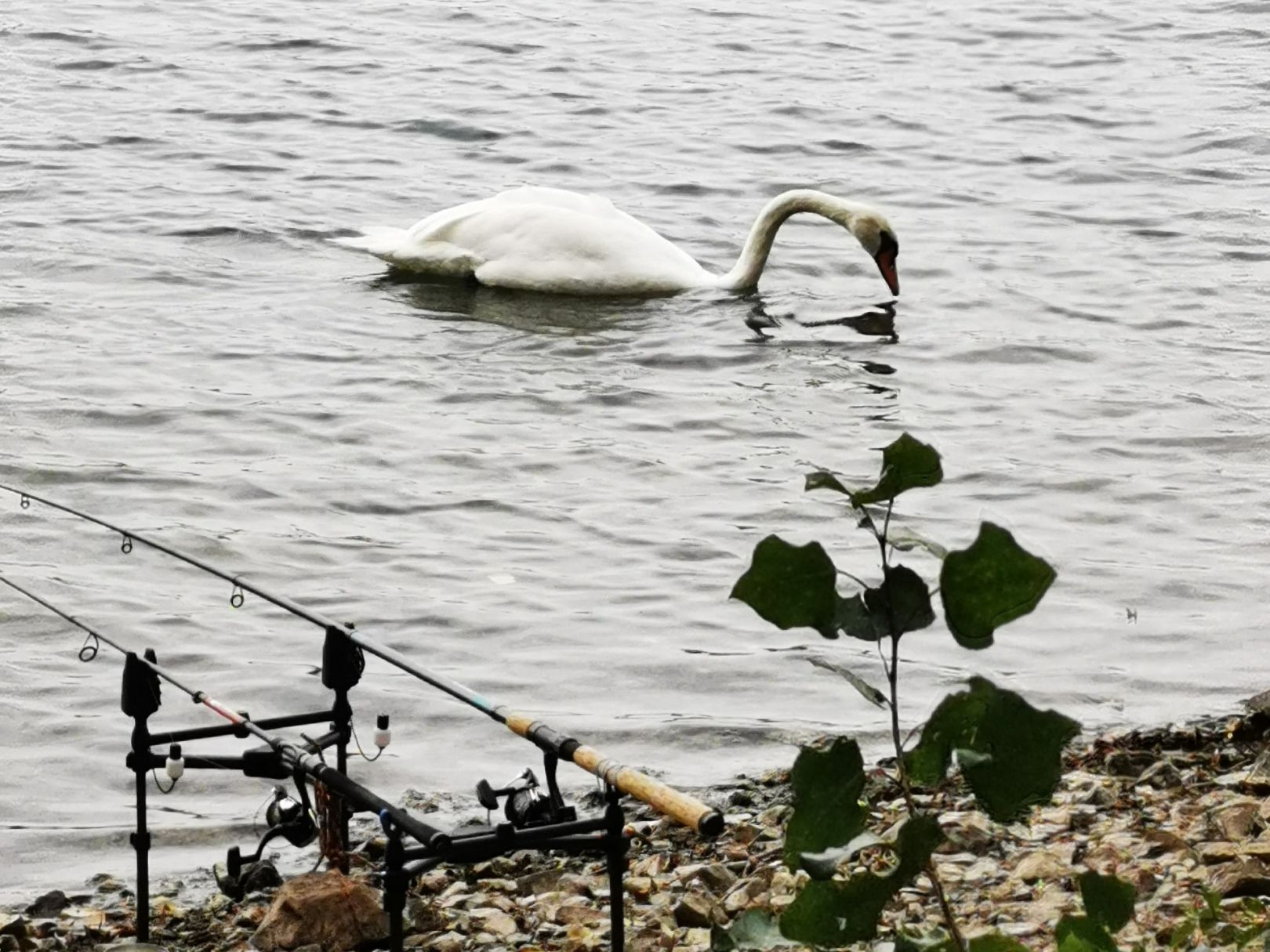 Bielener See angeln