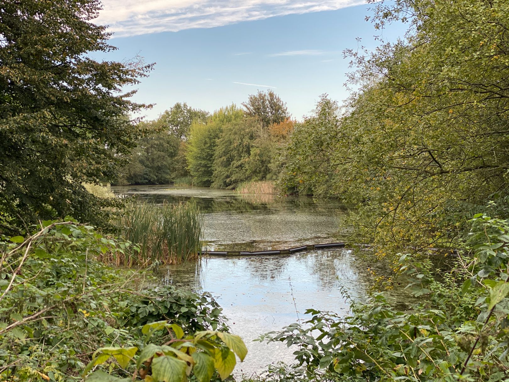 Teich am Ehrenhain angeln