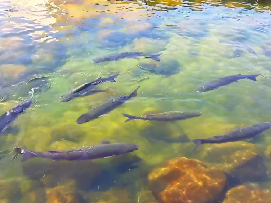 Atlantik (Lanzarote) angeln