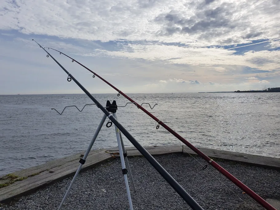 Limfjord (Hals) angeln