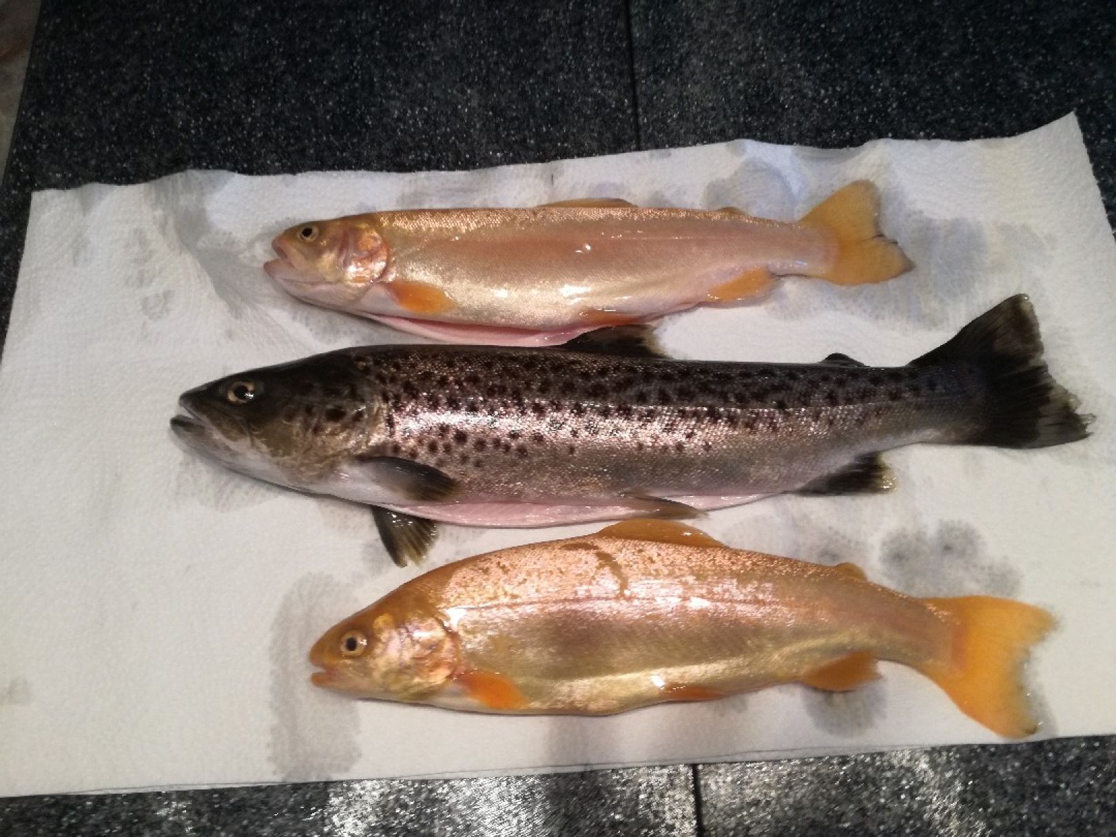 Fischzucht Mindeltal angeln