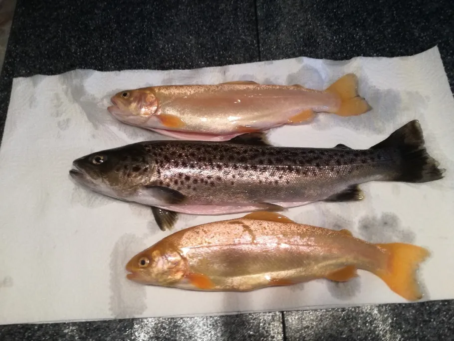 Fischzucht Mindeltal angeln