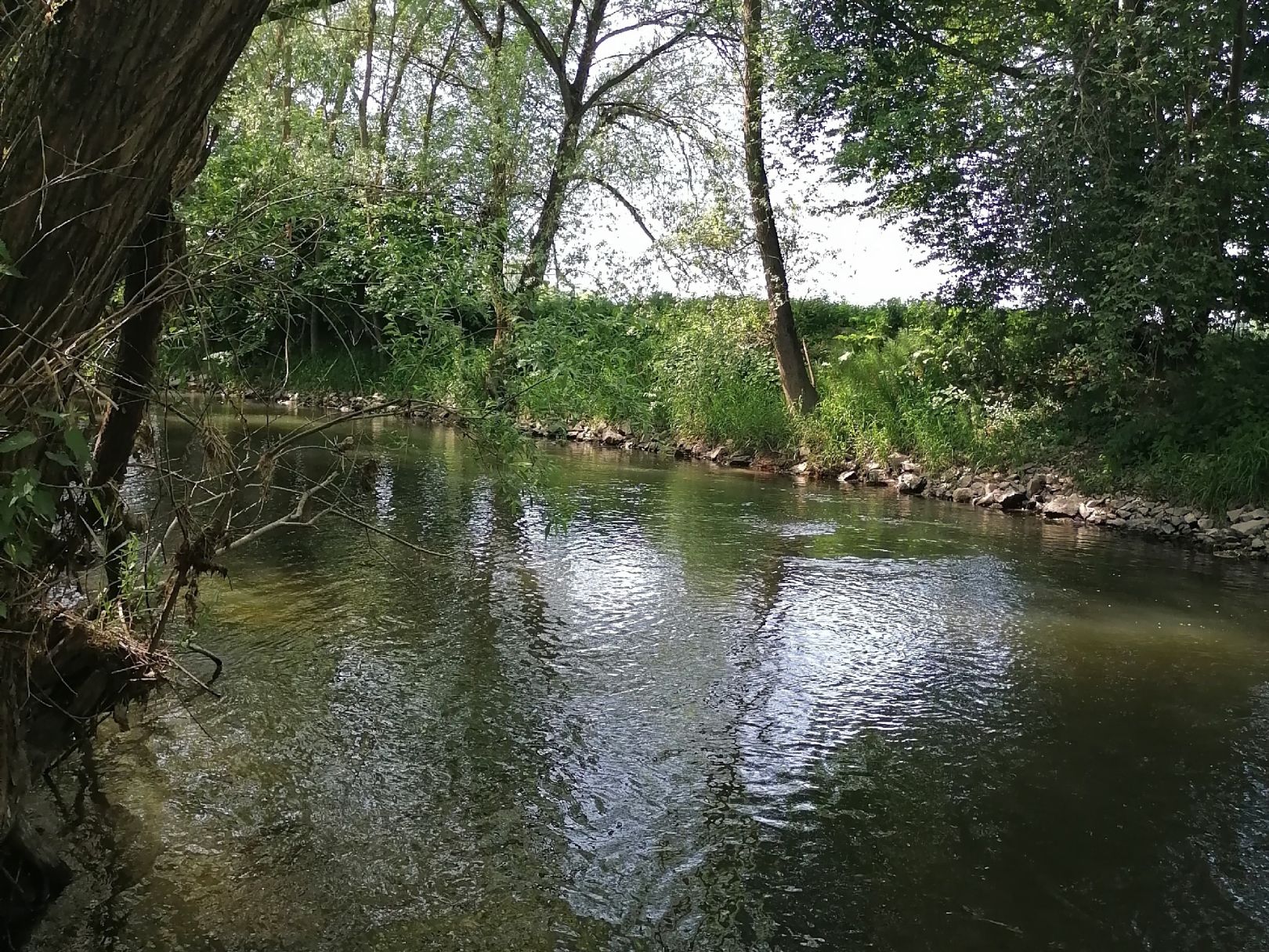 Altwasser am Main (Kulmbach) angeln