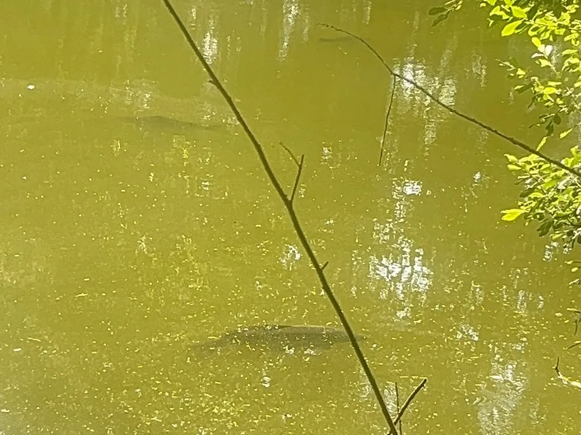 OP-Teich Emsbüren angeln