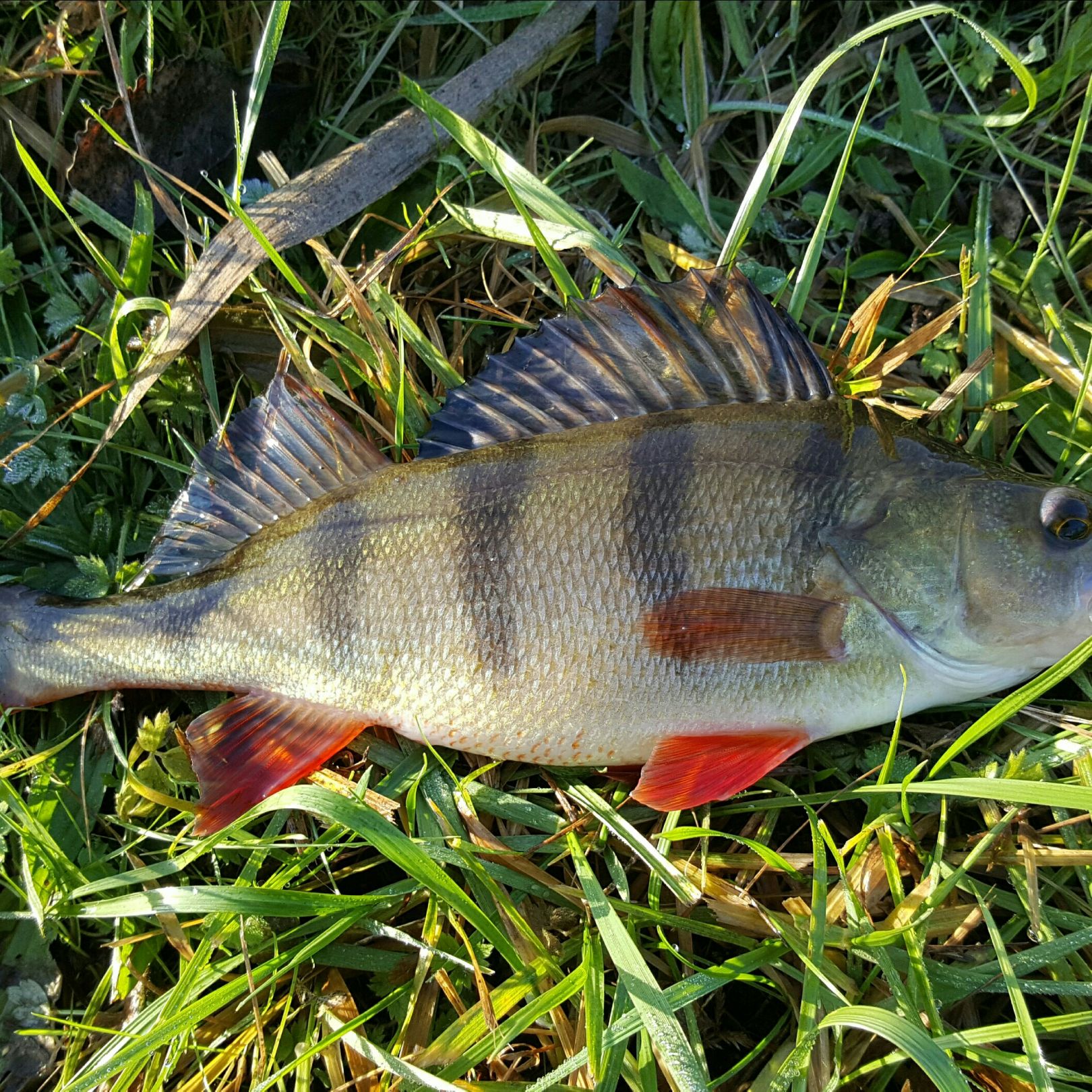 Spreewaldfließgewässer (FG Lübbenau) angeln