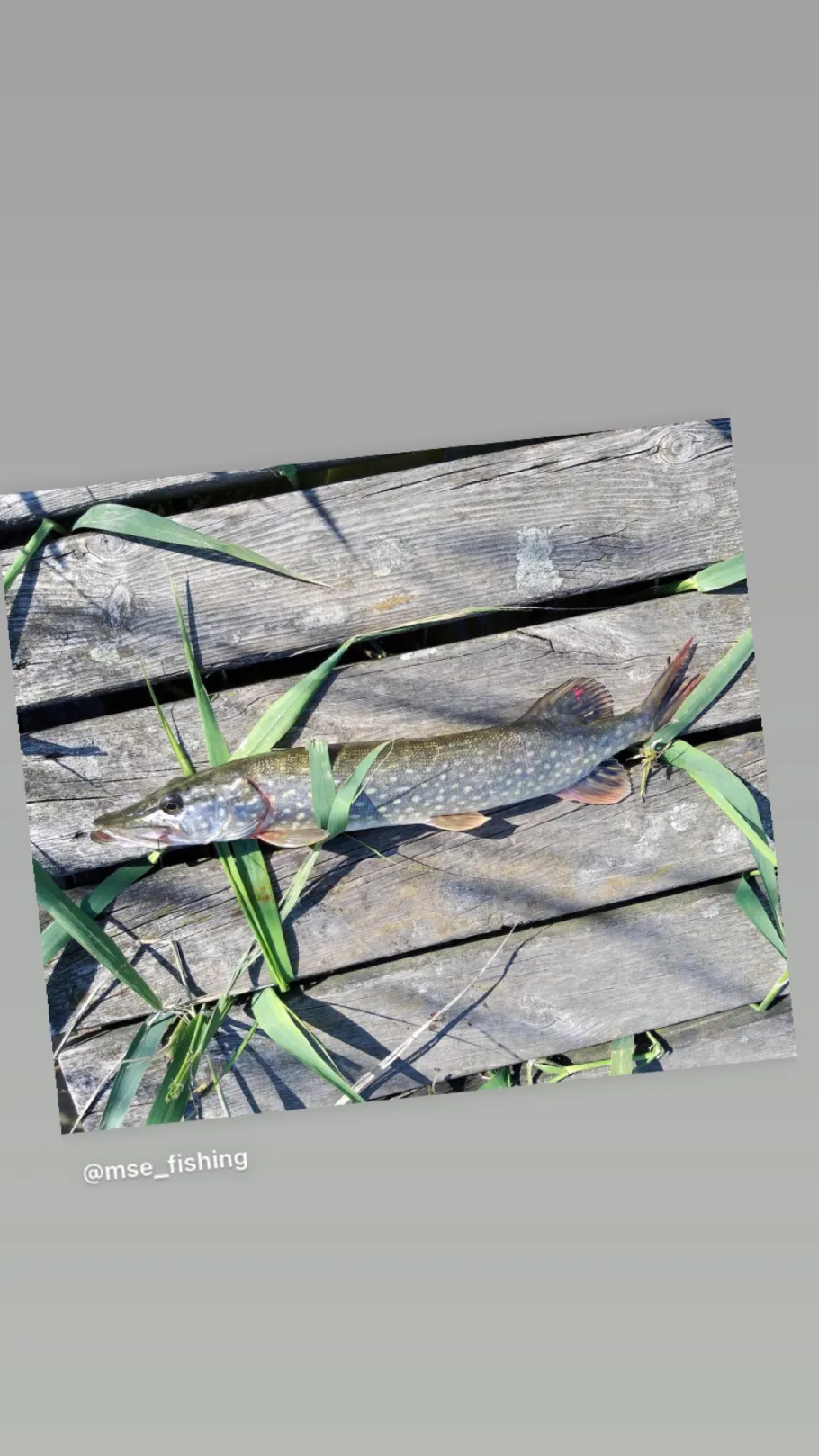 Neetzkaer See angeln