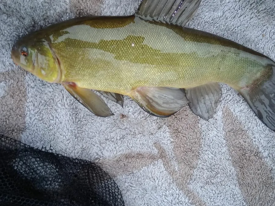 Dorfteich Tundersleben angeln