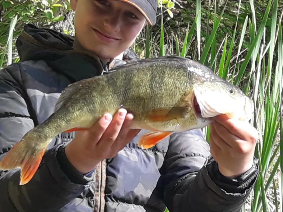 Dorfteich Dalkendorf angeln