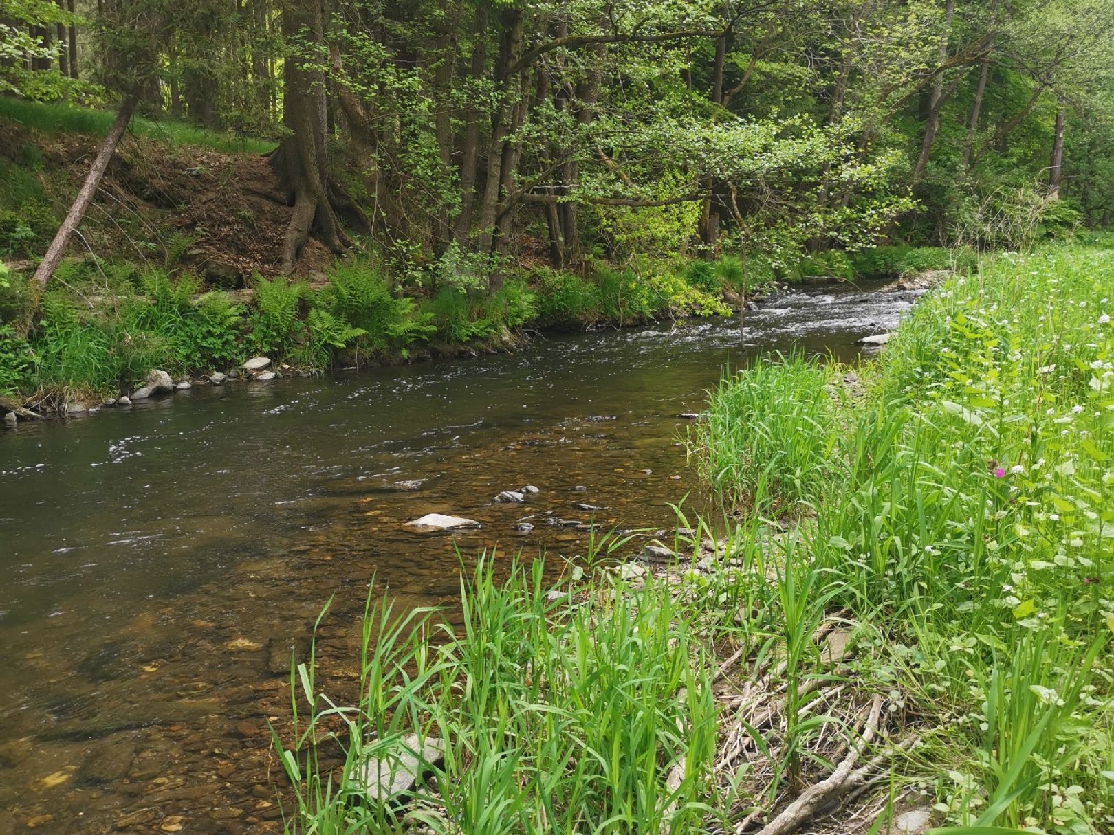 Zschopau (Annaberg-Buchholz) angeln