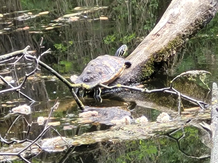 Steinbruch (Zschauitz) angeln