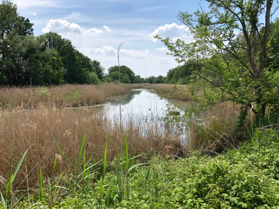 Alte Elbe (Randau/Calenberge) angeln