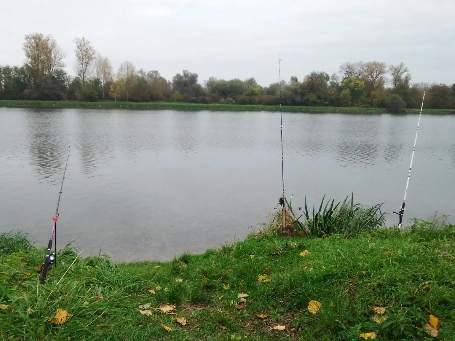 Altrhein (Au am Rhein) angeln