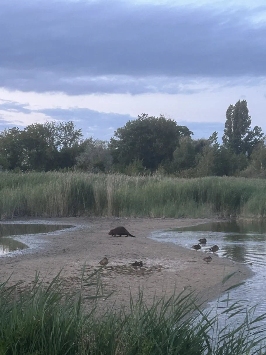Kiesgrube Magdeburger Straße (Schönebeck) angeln