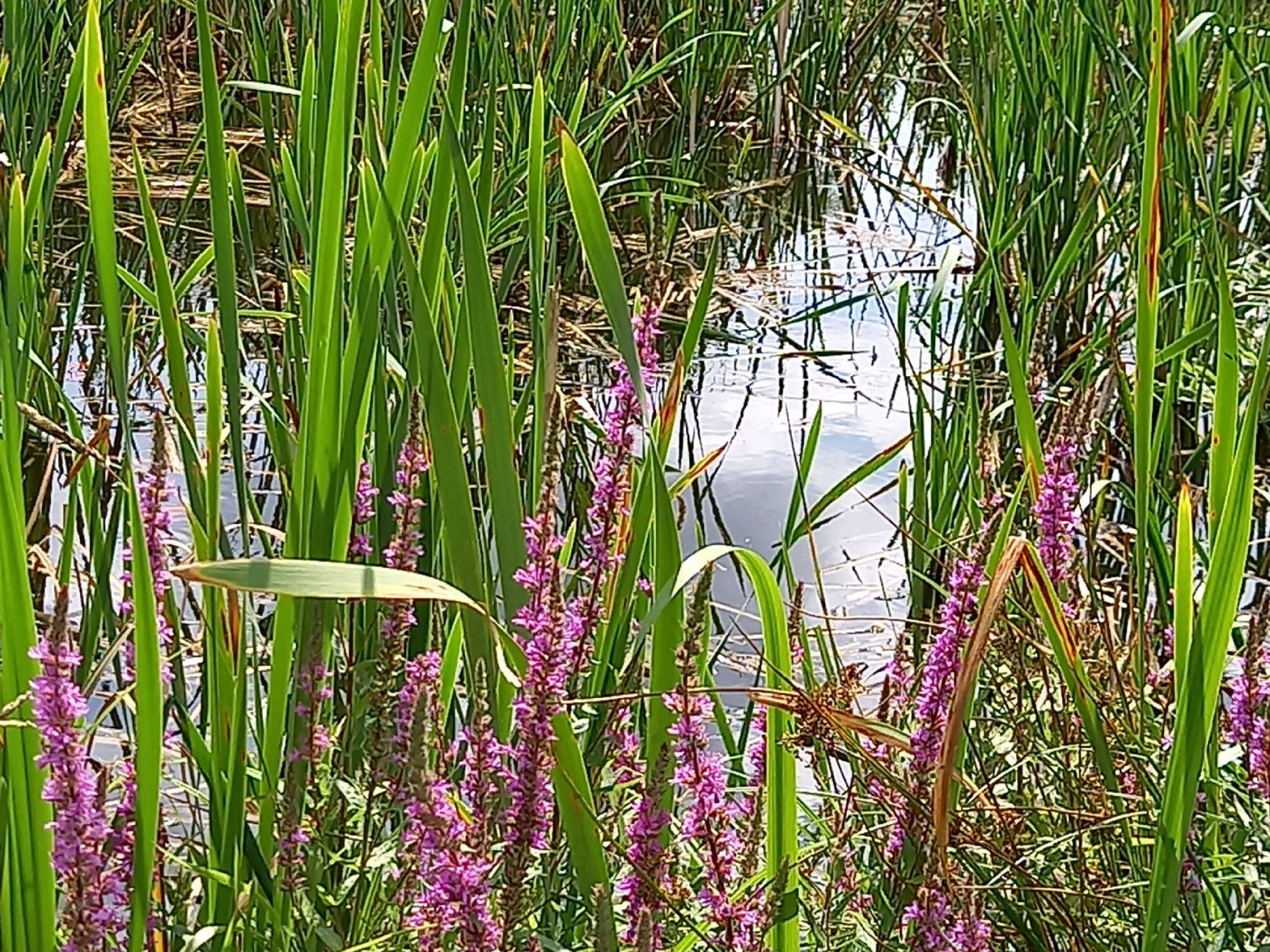 Teich Cossengrün angeln