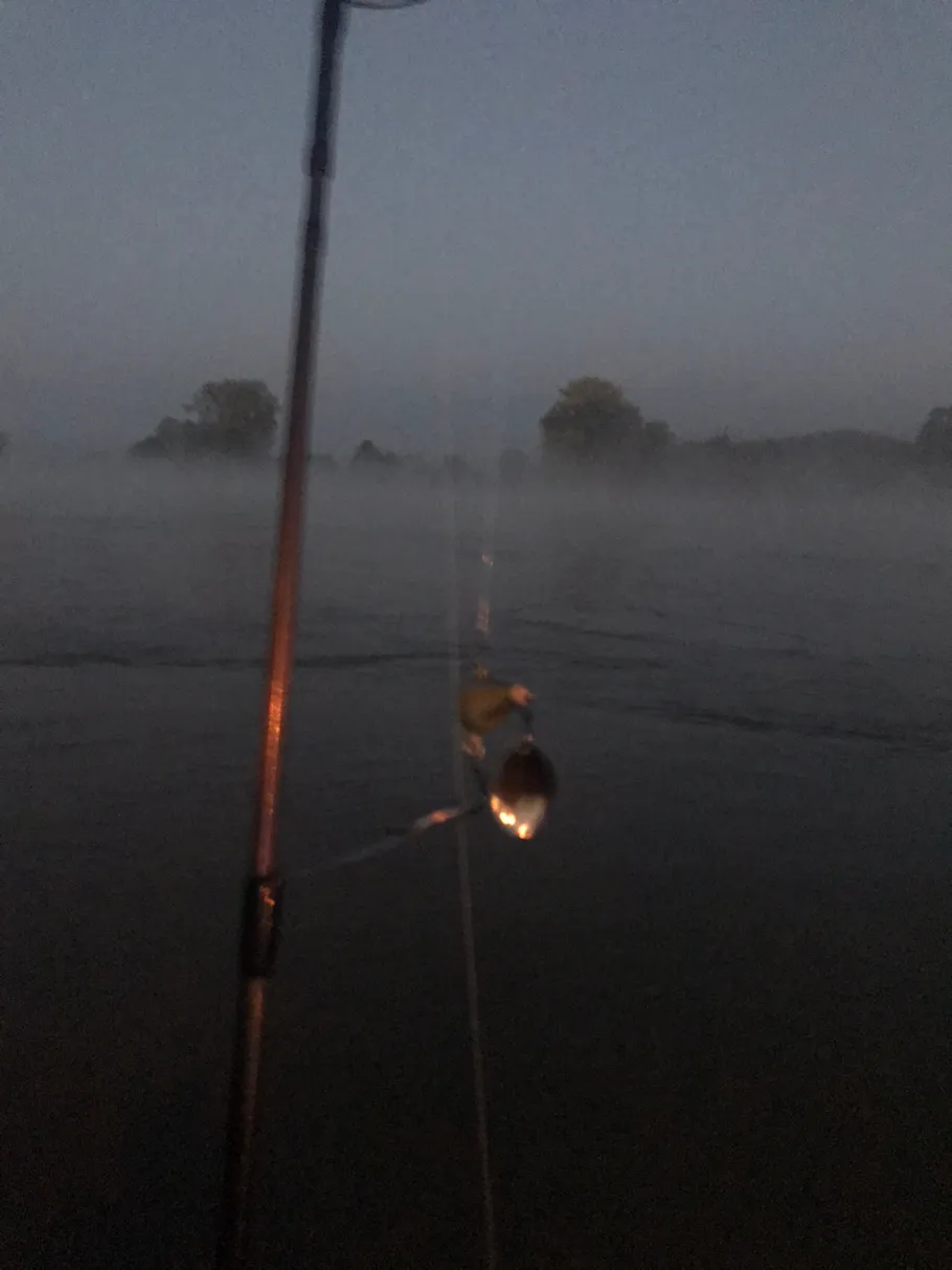 Rhein (Biebesheim/Gernsheim) angeln