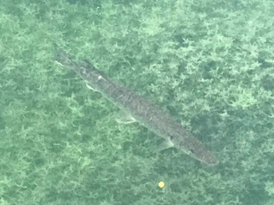 Püttlach (Pottenstein) angeln