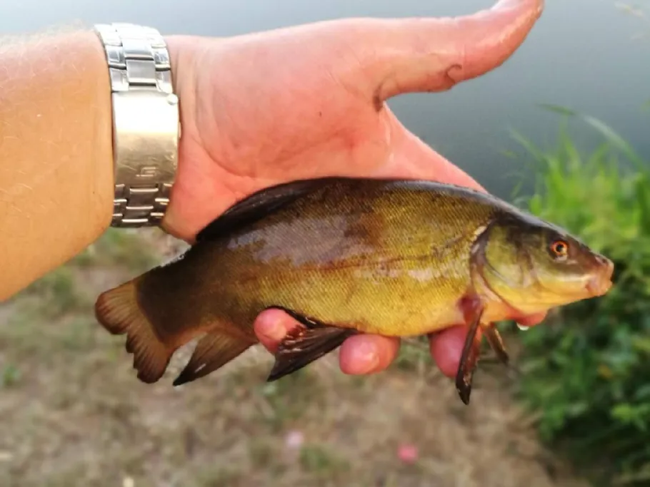 Moorsee (Hassel) angeln