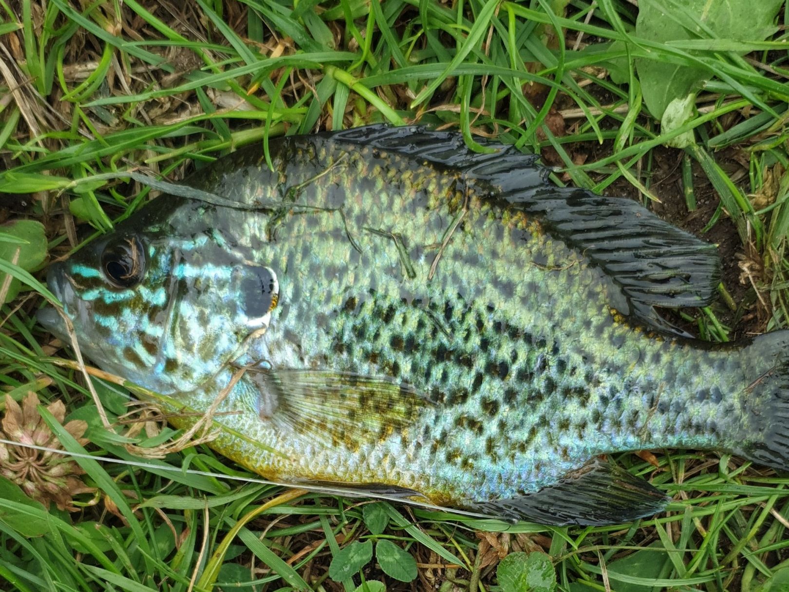 Redder Teiche (Harsefeld) angeln