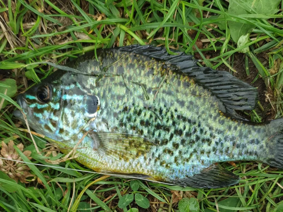 Redder Teiche (Harsefeld) angeln