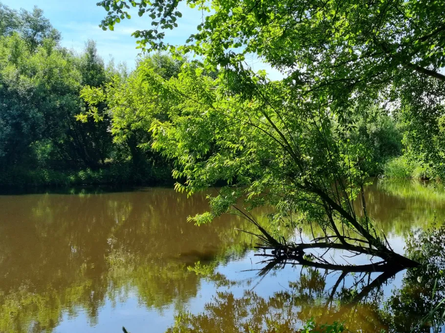 Wulferskuhle (Lachendorf) angeln