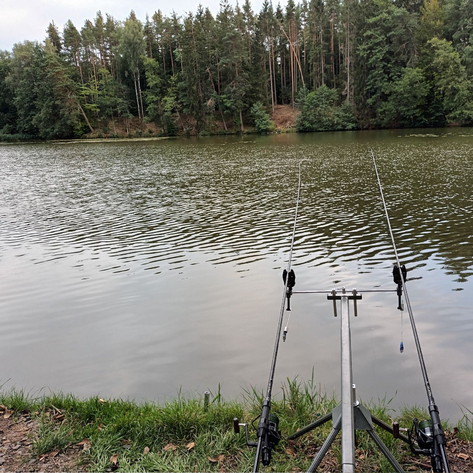 Hammersee (Bodenwöhr) angeln