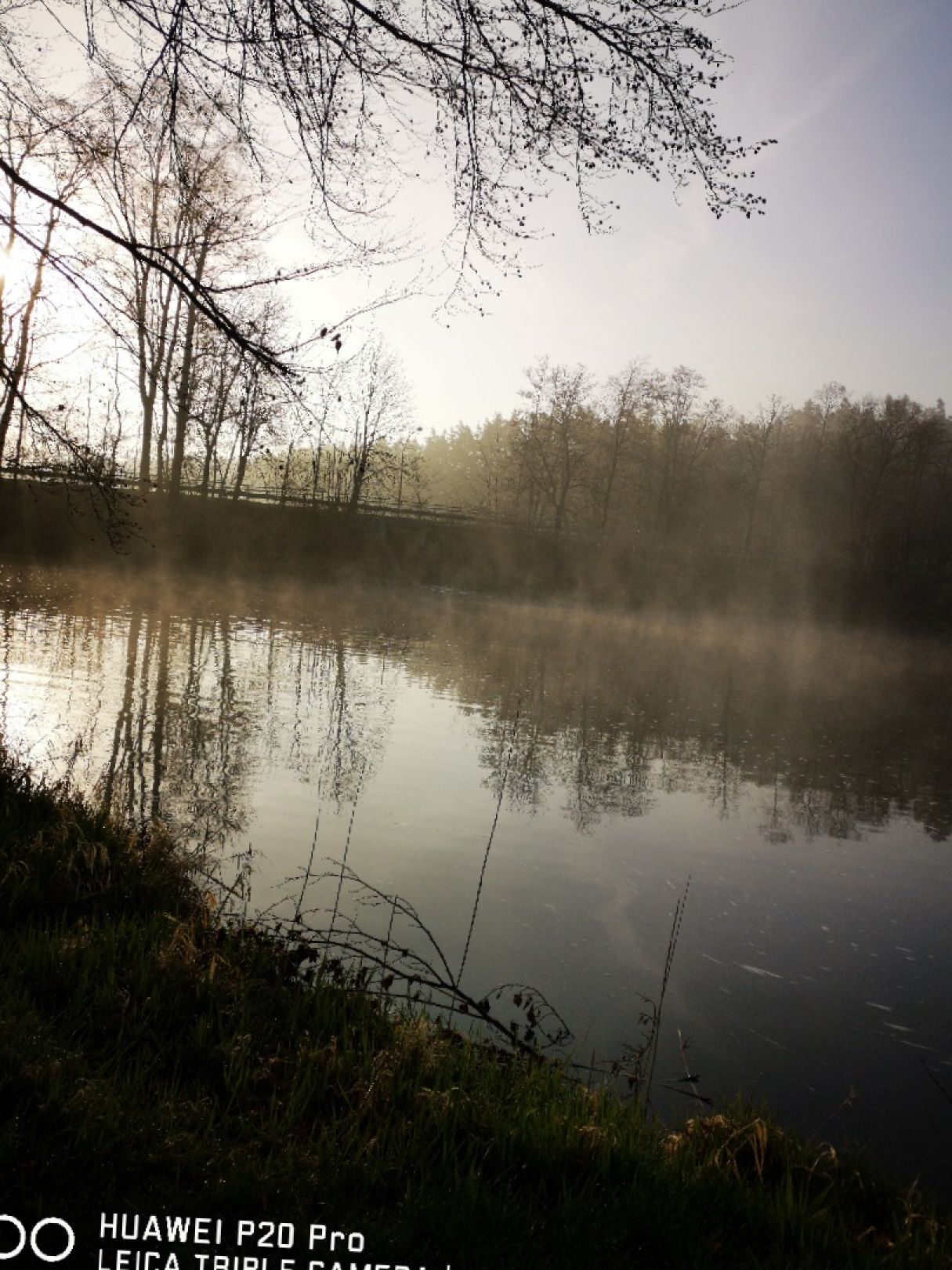 Hammersee (Bodenwöhr) angeln