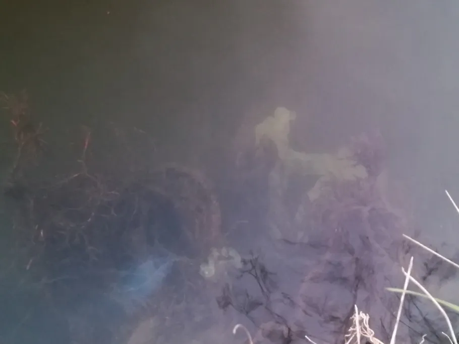 Müggelspree (Berlin-Wilhelmshagen) angeln