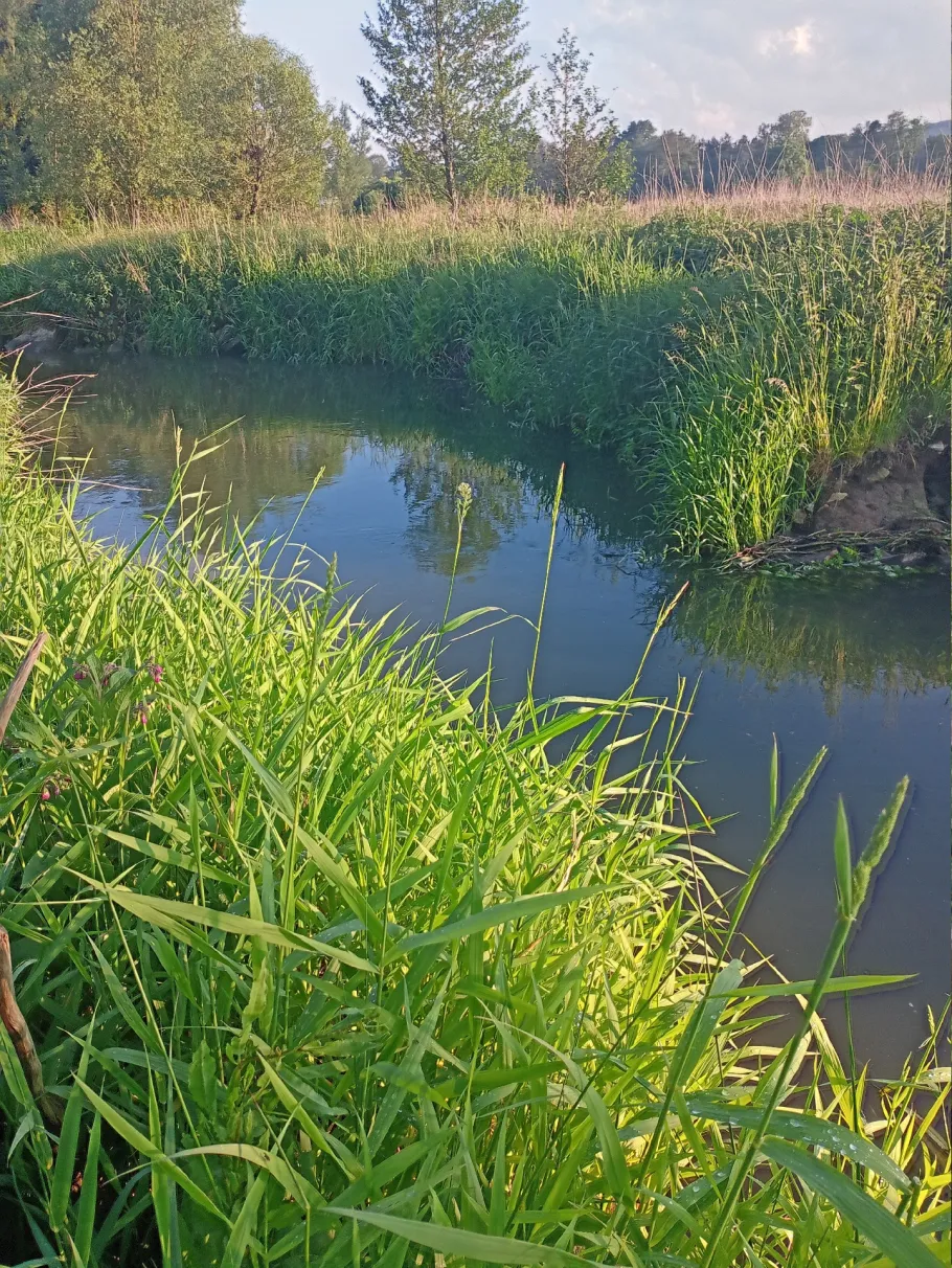 Sulz (Berching) angeln