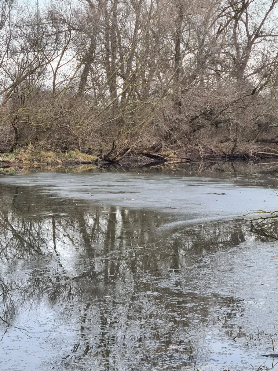Maulbeerauer Altrhein angeln