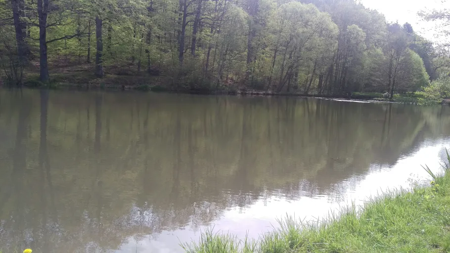 Nonnbergteich (Fischbach) angeln