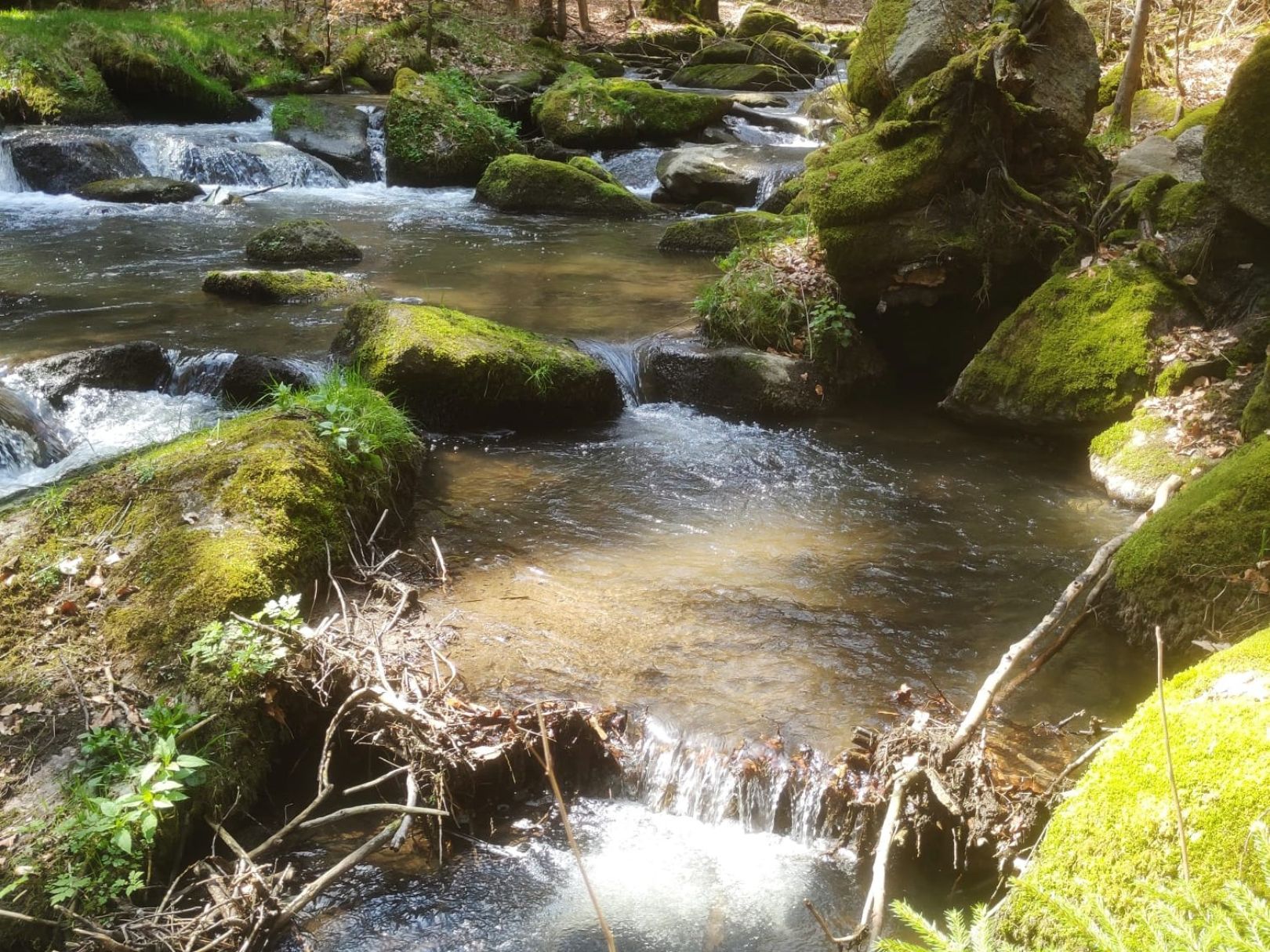 Pöhlbach angeln